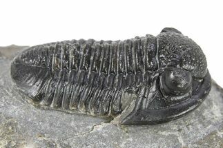 Detailed Gerastos Trilobite Fossil - Morocco #277654