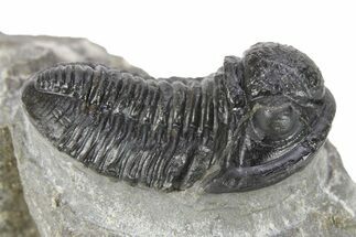 Detailed Gerastos Trilobite Fossil - Morocco #277656