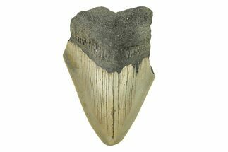 Bargain, Fossil Megalodon Tooth - Serrated Blade #272826