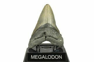 Fossil Megalodon Tooth - North Carolina #272801
