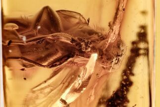 Fossil Muscoid Fly and Moth Fly in Baltic Amber #278640