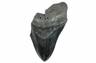 Partial Fossil Megalodon Tooth - Huge Tooth #272590