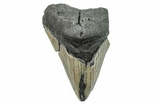 Partial, Fossil Megalodon Tooth - North Carolina #273044