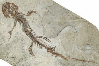 Fossil Salamander (Chelotriton) - Gračanica, Bosnia #278952
