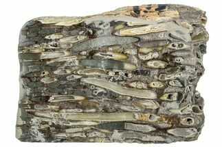 Polished Fossil Teredo (Shipworm Bored) Wood - England #279384