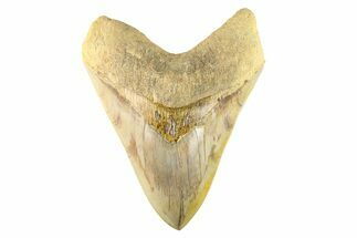 Serrated, Fossil Megalodon Tooth - Indonesia #279204
