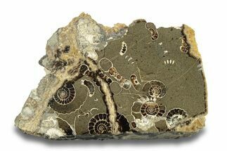 Polished Ammonite (Promicroceras) Slice - Marston Magna Marble #279455