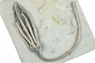 Fossil Crinoid (Histocrinus) - Crawfordsville, Indiana #279660
