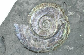 Iridescent Ammonite (Psiloceras) - England #280340