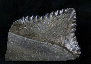Big Edestus Shark Tooth In Jaw - Carboniferous #15920