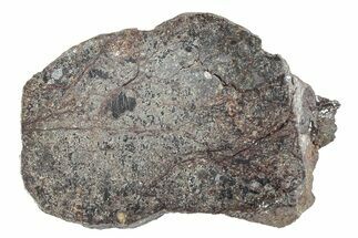 Polished Vaca Muerta Mesosiderite Meteorite ( g) - Chile #280619