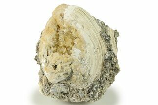 Fossil Clam (Mercenaria) With Fluorescent Calcite - Rucks Pit, FL #280359