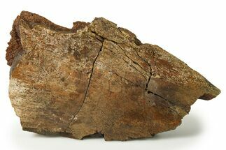 Fossil Dinosaur Partial Limb Bone - Wyoming #280495