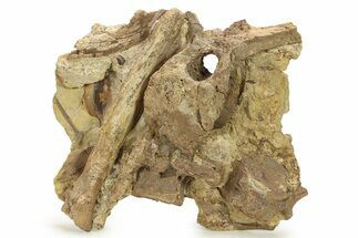 Dinosaur Tendons, Vertebrae, and Tooth in Sandstone - Wyoming #280902