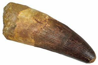 Fossil Spinosaurus Tooth - Massive, Striated Tooth #281116