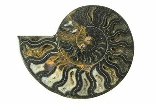 Cut & Polished Ammonite Fossil (Half) - Unusual Black Color #281274