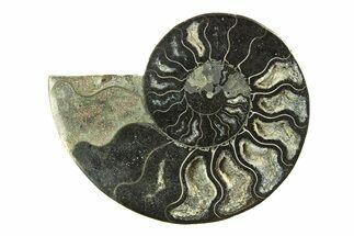 Cut & Polished Ammonite Fossil (Half) - Unusual Black Color #281294