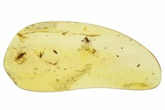 Polished Colombian Copal ( g) - Contains Several Flies! #281355