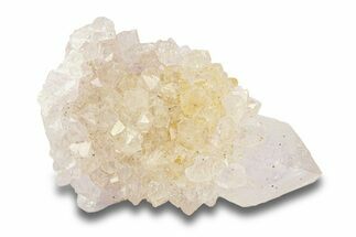 Cactus Quartz (Amethyst) Crystal - South Africa #281901