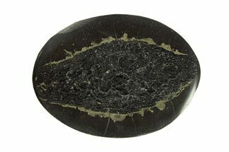 Polished Fish Coprolite (Fossil Poo) Nodule Half - Scotland #282260