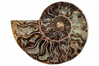 Cut & Polished Ammonite Fossil (Half) - Madagascar #282597