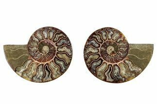 Cut & Polished, Crystal-Filled Ammonite Fossil - Madagascar #282633