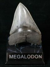 Collector Quality Megalodon Tooth #15990