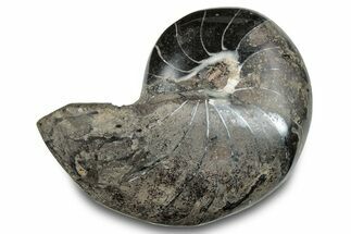 Polished Fossil Nautilus (Cymatoceras) - Unusual Black Color! #282426