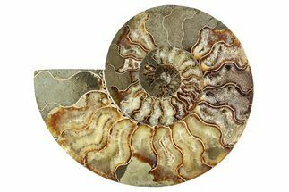 Cut & Polished Ammonite Fossil (Half) - Madagascar #282966