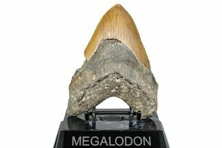 Fossil Megalodon Tooth - North Carolina #275545