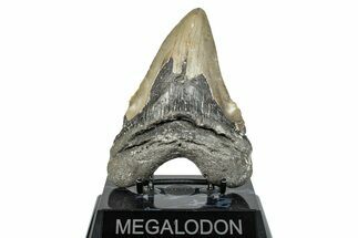 Fossil Megalodon Tooth - North Carolina #275547