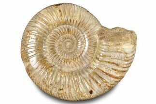 Polished Jurassic Ammonite (Perisphinctes) - Madagascar #283212