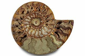 Cut & Polished Ammonite Fossil (Half) - Madagascar #283411