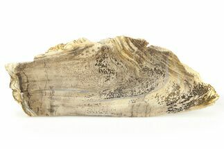 Devonian Petrified Wood From Oklahoma - Oldest True Wood #283949