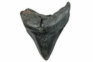 Fossil Megalodon Tooth - South Carolina #283904