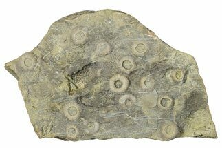 Cretaceous Fossil Urchin (Trochotiara) Plate - Morocco #283999