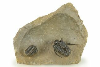 Spiny Cyphaspis Trilobite - Ofaten, Morocco #284061