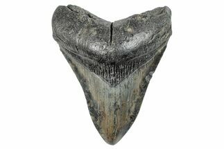 Fossil Megalodon Tooth - South Carolina #284241