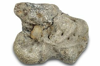 Fossil Mosasaur (Halisaurus) Thoracic Vertebra - Texas #284467