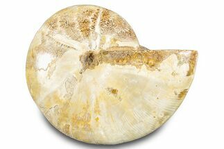 Jurassic Ammonite (Phylloceras) Fossil - Madagascar #283390