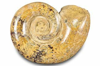 Jurassic Ammonite (Hemilytoceras) Fossil - Madagascar #283465