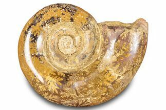 Jurassic Ammonite (Hemilytoceras) Fossil - Madagascar #283468