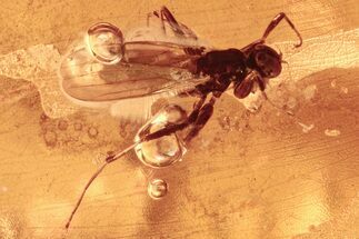 Detailed Fossil Dance Fly (Hybotidae) In Baltic Amber #284592