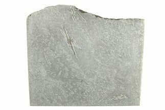 Balambala Iron Meteorite Slice ( g) - Rare IIF Iron #284599