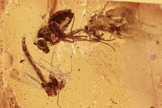 Fossil Fly and True Midge in Baltic Amber #284657