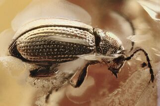 Fossil Flea Beetle (Galerucinae) in Baltic Amber #284689