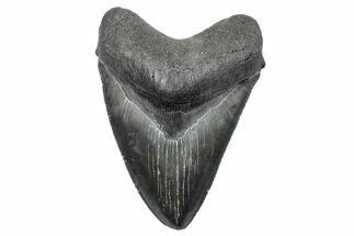Serrated, Fossil Megalodon Tooth - South Carolina #285014