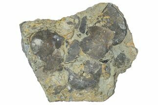 Fossil Brachiopod (Rafinesquina) and Bryozoan Plate - Indiana #285114