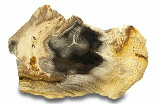 Colorful Polished Petrified Wood (Sycamore) Slab - Oregon #285140