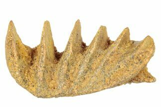 Cretaceous Lungfish (Ceratodus) Tooth Plate - Morocco #285251